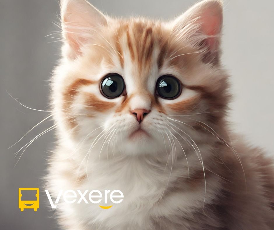 Xe Xe Ty Le : Xe đi Cao Bằng chất lượng cao từ Đầm Dơi - Cà Mau