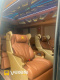Xe Hạ Long Star Limousine Ghế ngồi Limousine 11 chỗ